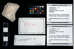 Foto (Objekt + Etikett) von Cracensigillatus sp.  (NHMW-GEO-2014-0194-0574)